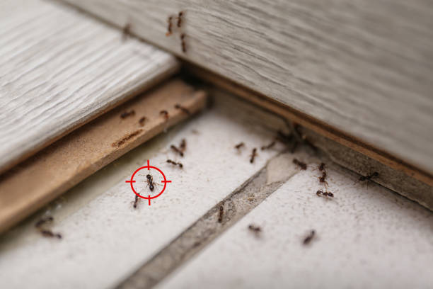 Best Insect Control  in Middlebush, NJ